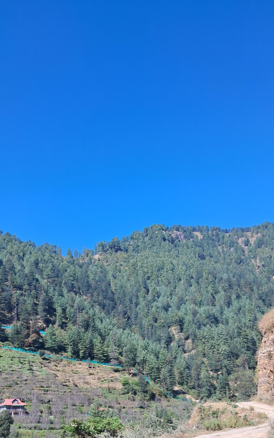 Two Nights in the Canopy