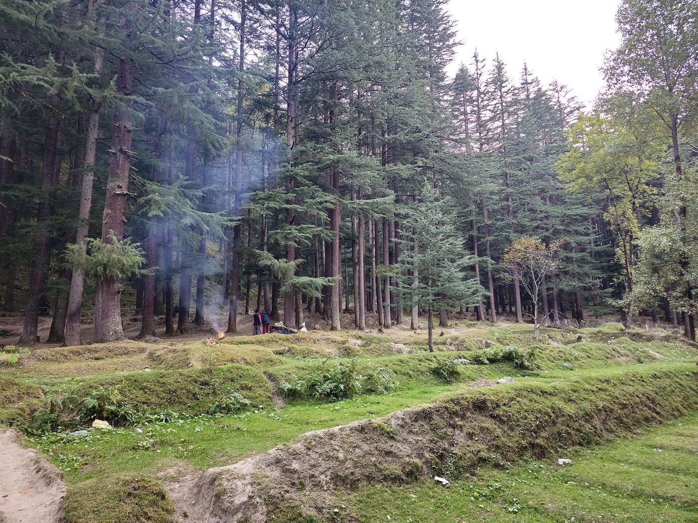 The Forest